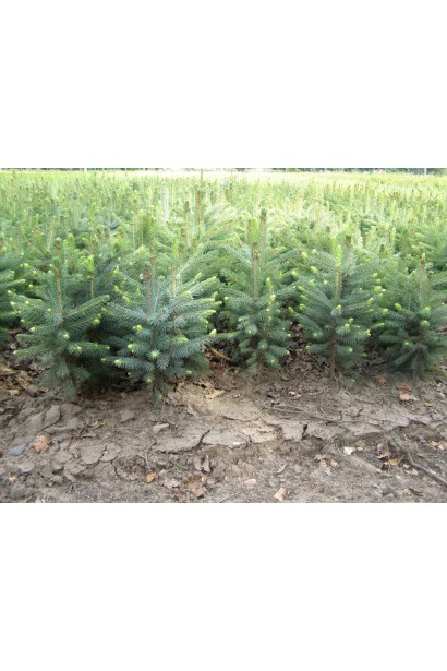 Picea Pungens Glauca Arizona