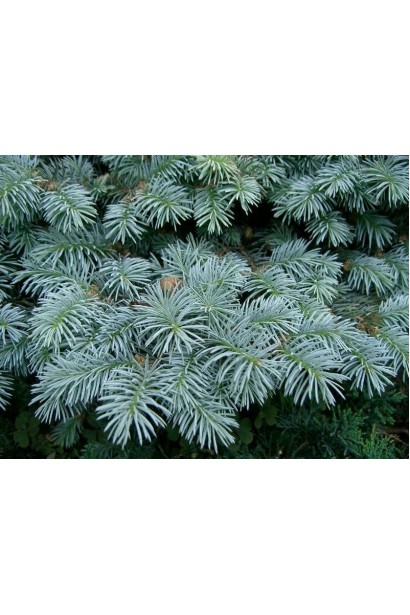Ель колючая Кейбаб серебристо-голубая колючая хвоя
