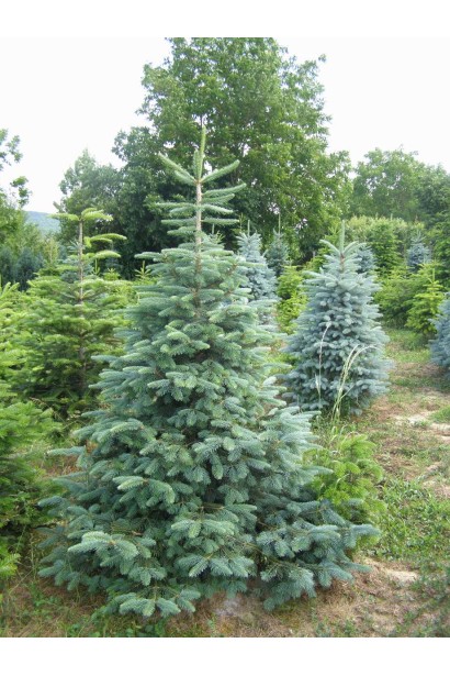 Ель колючая голубая Кейбаб / Аризон