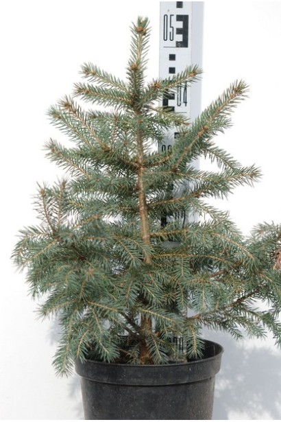 Ель колючая голубая Кейбаб саженец С5 40-50 см