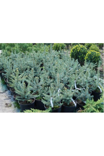 Ель колючая голубая Кейбаб в садовом центре