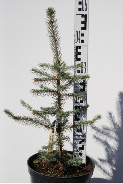 Ель колючая Аризона контейнер 3 л 40-50 см