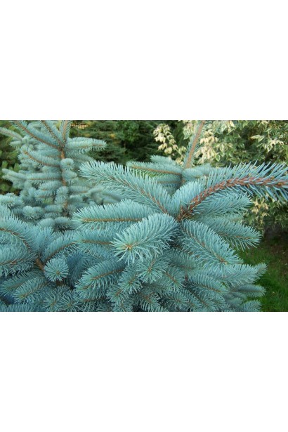 Ялина колюча Костер пухнаста блакитно-зелена хвоя