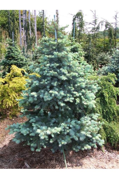 Жива новорічна ялинка Костер