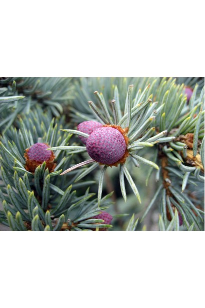 Ялина колюча Костер фіолетово-червоні декоративні шишки