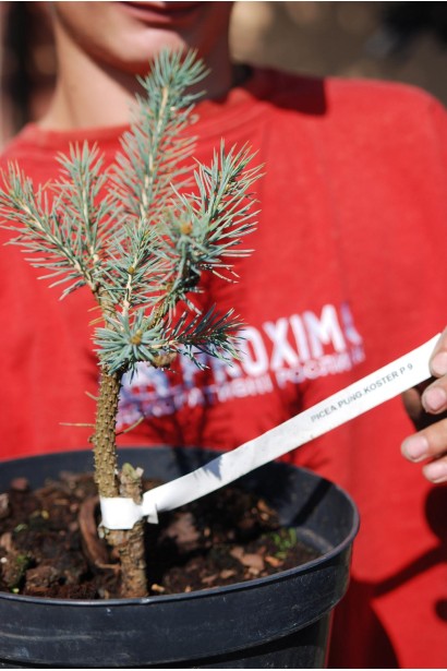 Ялина колюча Костер саджанець С3