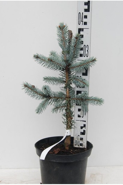 Ялина блакитна Костер в горщику 3 л  30-40 см