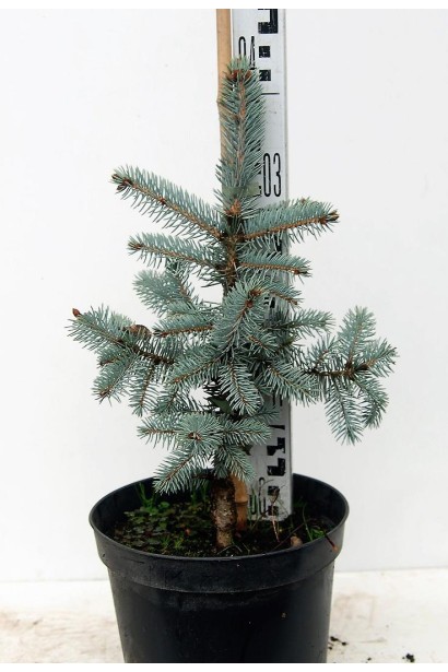 Ялина блакитна Koster контейнер 3 л 