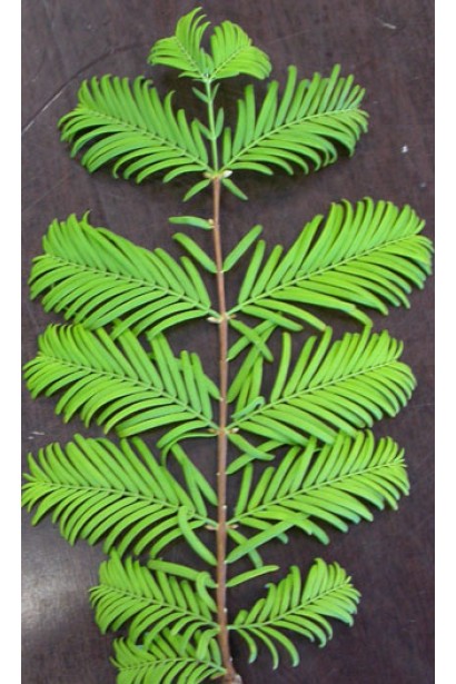 Метасеквоя гліптостробусовидна ніжна світло-зелена хвоя