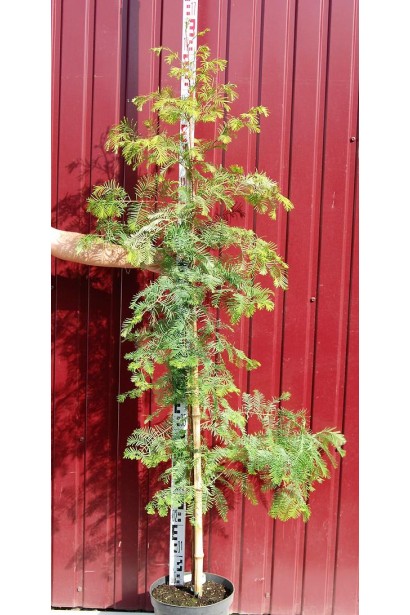 Метасеквоя гліптостробусовидна в контейнері 