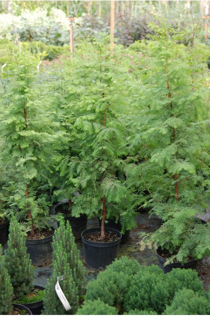 Metasequoia glyptostroboides