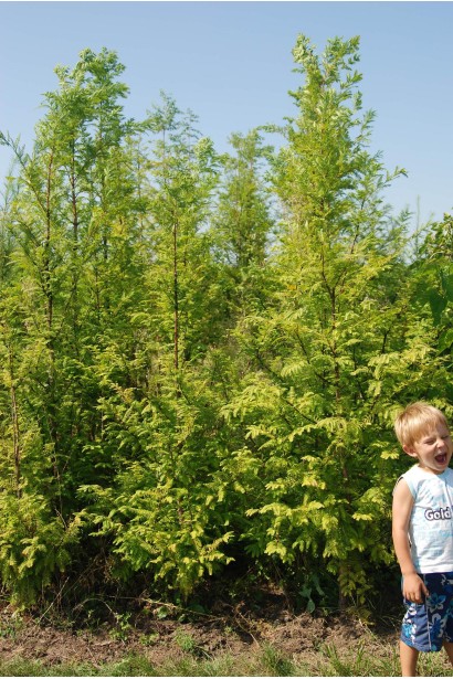 Метасеквоя гліптостробусовидна