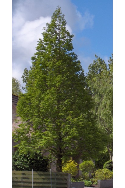 Метасеквоя гліптостробусовидна дерево з пірамідальною кроною