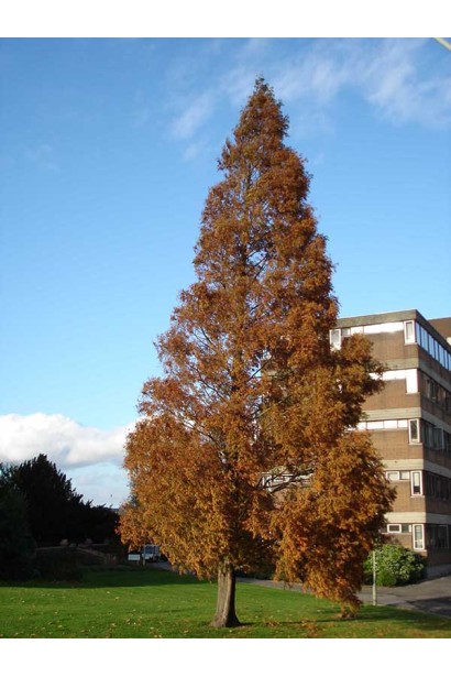Метасеквоя гліптостробусовидна восени