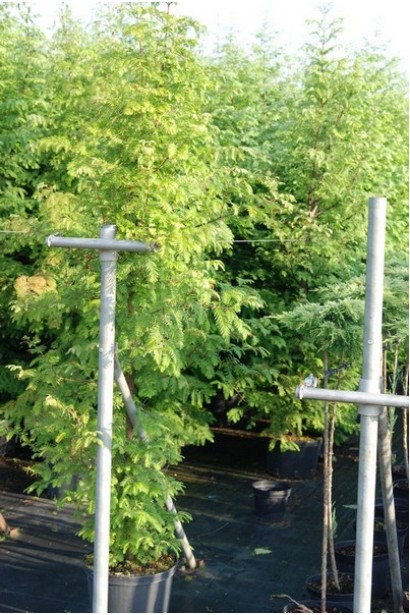 Саджанці Метасеквої в горщиках