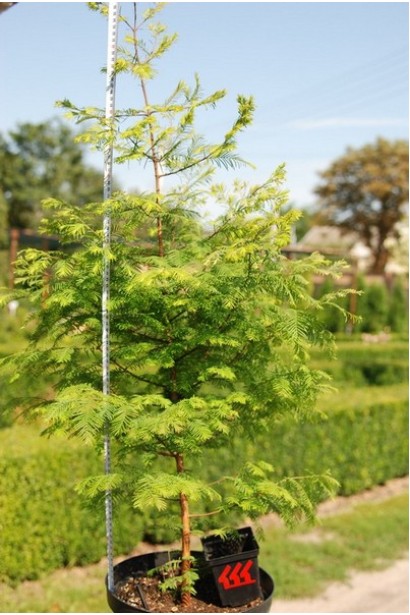 Метасеквоя гліптостробусова