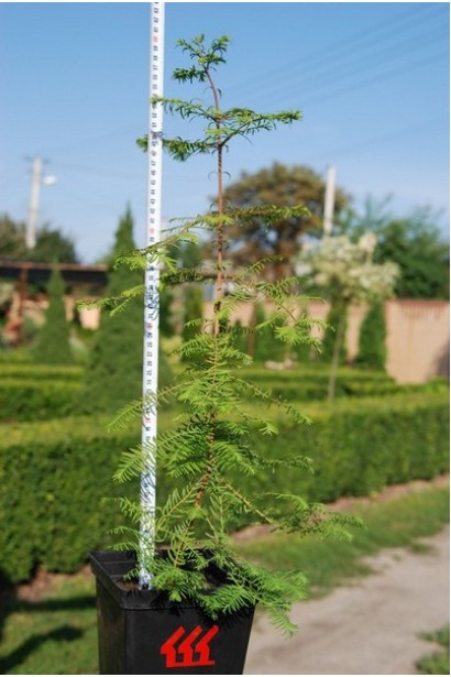 Метасеквойя китайська контейнер Р9