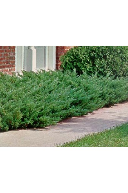 Ялівець козацький Блю Дануб в ландшафті