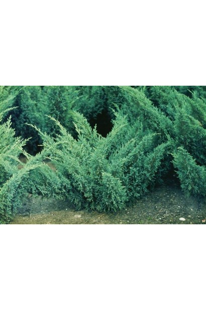 Ялівець блакитний Блю Донау 