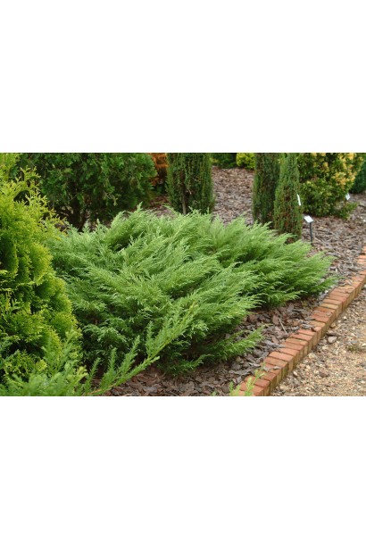 Ялівець козачий Блю Донау 