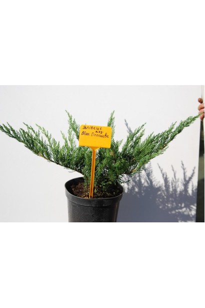 Ялівець козацький Блю Дануб в горщику 3 л