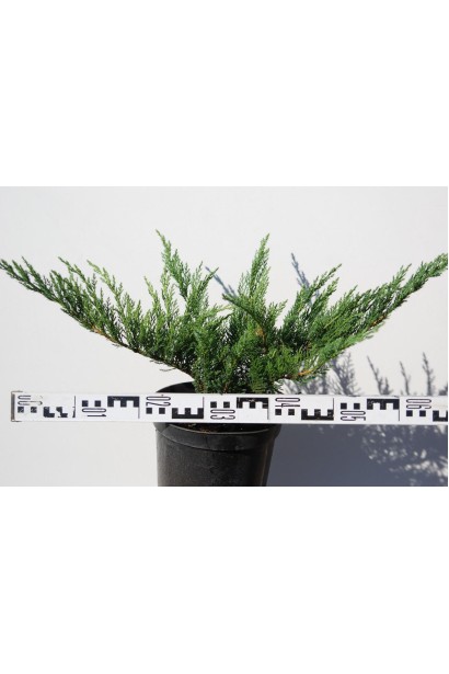 Ялівець козацький Блю Донау саджанець С5 діаметр 50-70 см