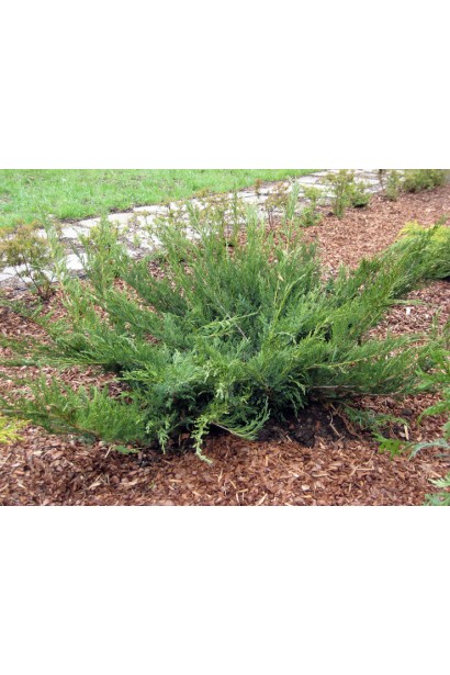 Ялівець козацький Блю Донау невисокий розлогий хвойник