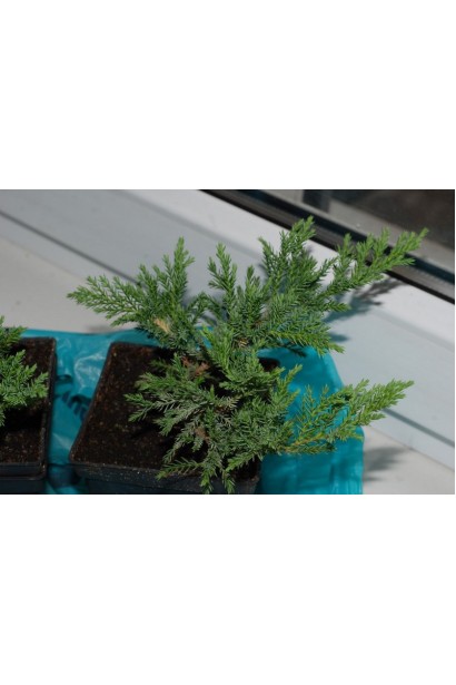 Ялівець козацький Блю Донау зелено-блакитна хвоя