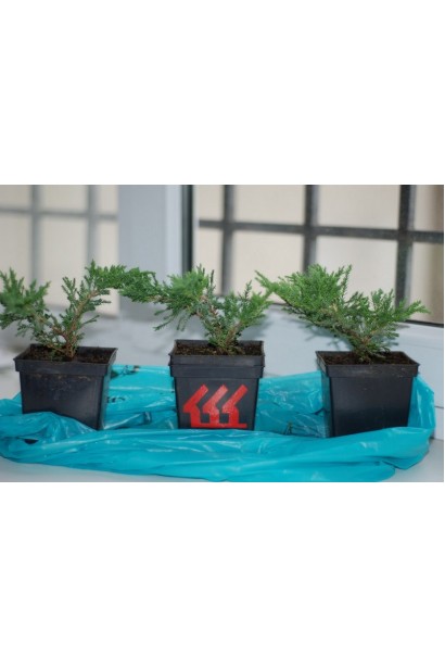 Ялівець Блю Донау саджанці в контейнері Р9