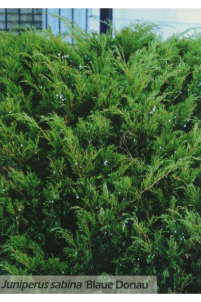Juniperus sabina Blaue Donau / Blue Danube