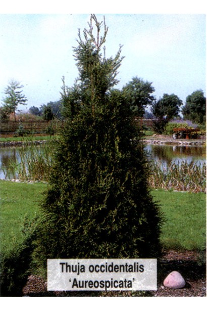 Туя західна Ауреоспіката
