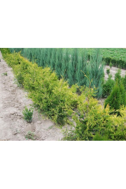 Туя західна Ауреоспіката