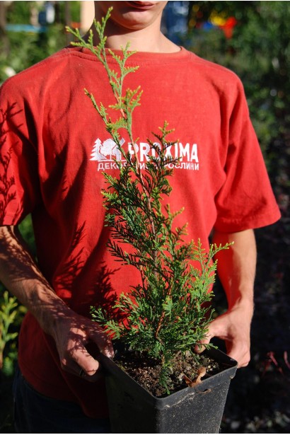 Туя західна Ауреоспіката