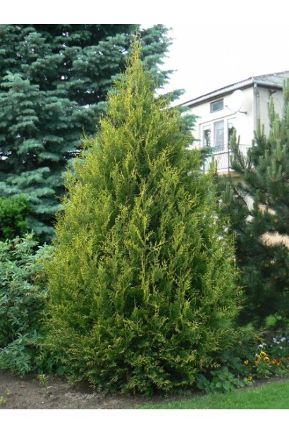 Ефектний акцент – туя Ауреоспіката в ландшафті.