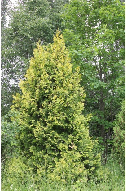 Туя Ауреоспіката у вигляді декоративного акценту.