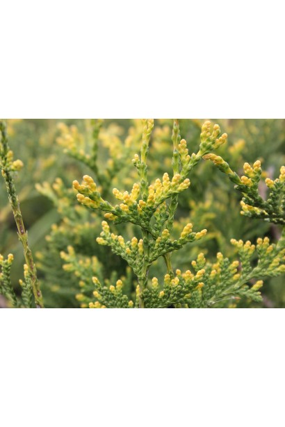 Туя Ауреоспіката з золотистими верхівками хвої.