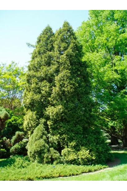 Туя Ауреоспіката - доросле дерево
