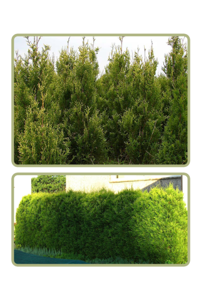 Туя Ауреоспіката як жива огорожа.