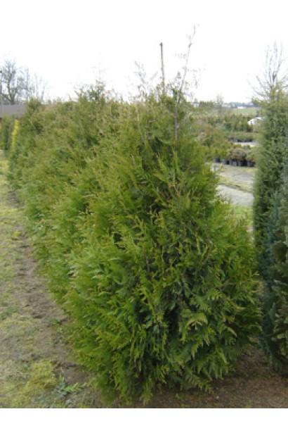 Туя Ауреоспіката в розсаднику