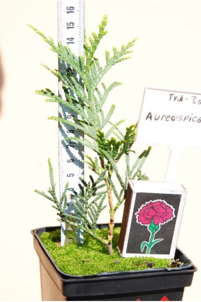 Туя західна Ауреоспіката