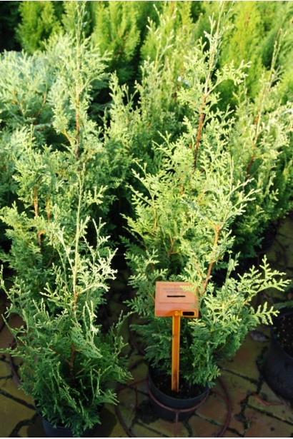 Thuja occidentalis Aureospicata