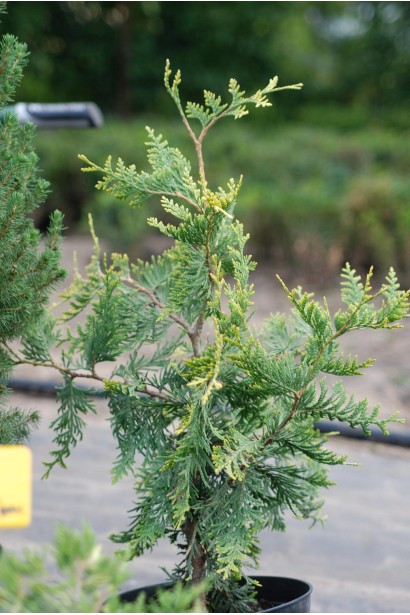Thuja occidentalis Aureospicata