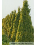 Туя західна Ауресценс | Туя западная Ауресценс | Thuja occidentalis Aurescens