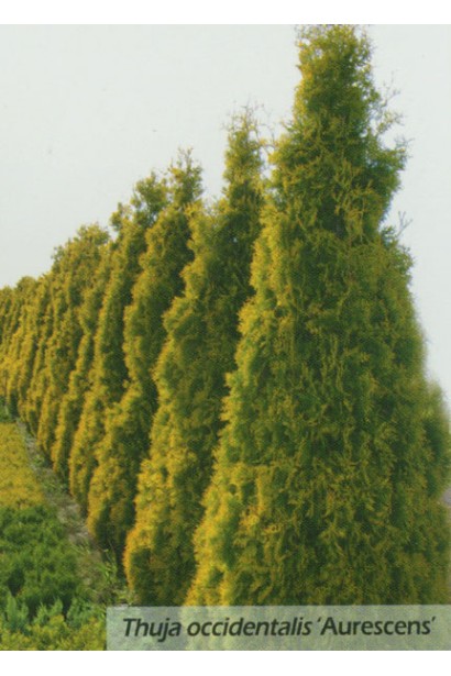 Туя Ауресценс – ідеальна для живої огорожі.
