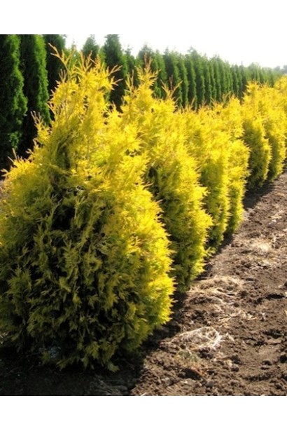 Туя Ауресценс –  для живої огорожі