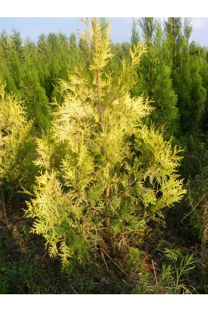 Декоративна туя Ауресценс – акцент для ландшафту.