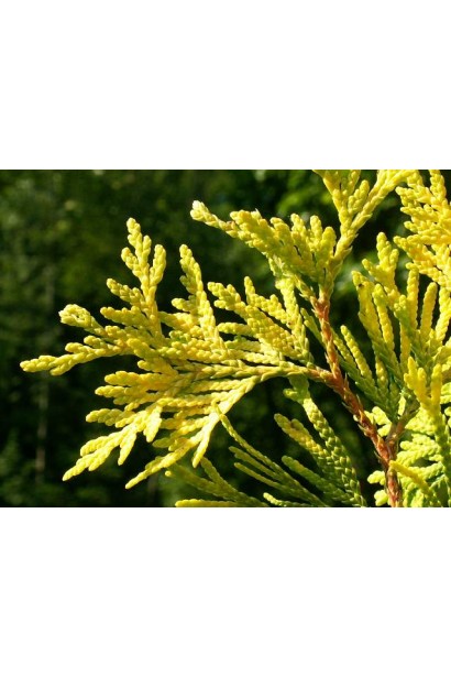 Туя західна Ауресценс - хвоя