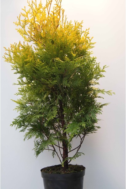 Туя Ауресценс з яскравою золотисто-зеленою хвоєю.