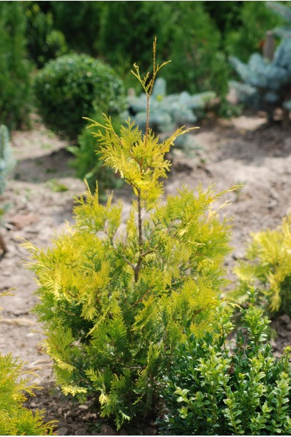 Thuja occidentalis Aurescens
