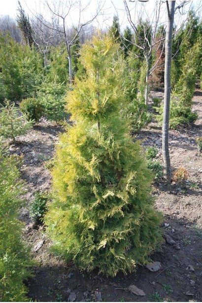 Туя західна Ауресценс